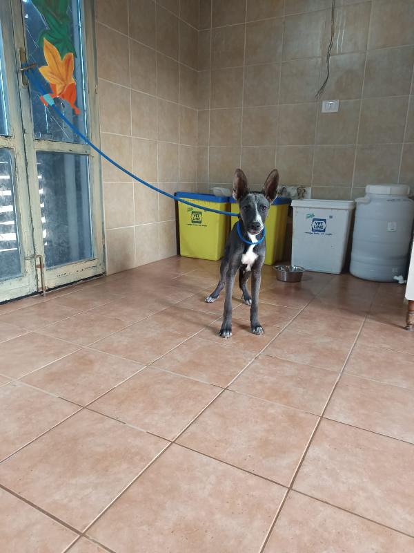 Dolce maschietto mix Podenco 6 mesi  Foto 2